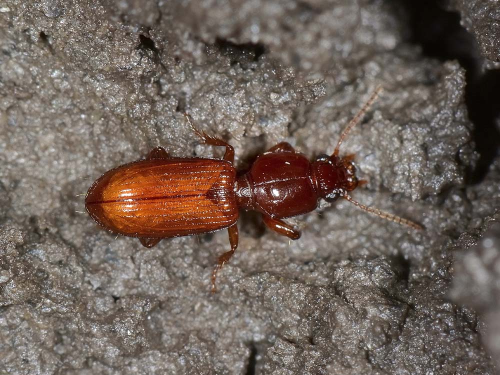 Clivina collaris?